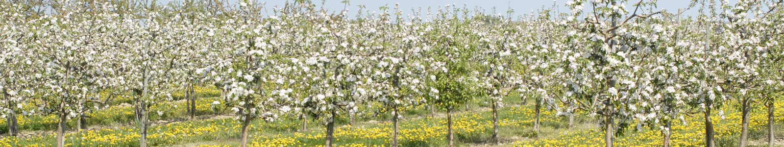 Blühende Obstbaumanlage © Dienstleistungszentren Ländlicher Raum